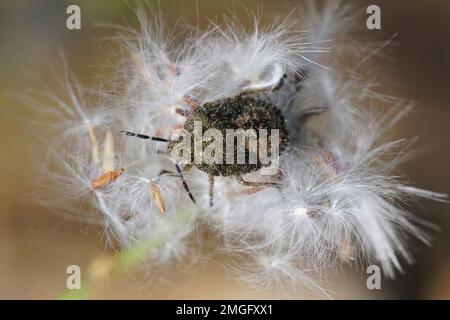 Detaillierte Nahaufnahme der haarigen Nymphe des Schlehen-Käfers, Dolycoris baccarum Stockfoto