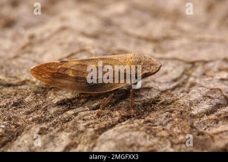 Detaillierte Nahaufnahme des europäischen Erlenspießers Aphrophora alni, der auf einem Stein sitzt Stockfoto