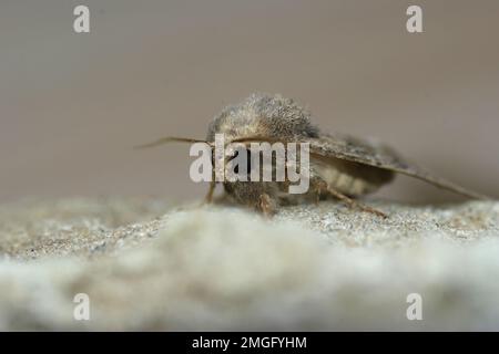 Nahaufnahme auf einer Eulenmotte, Luperina testacea, die auf einem Stein sitzt Stockfoto