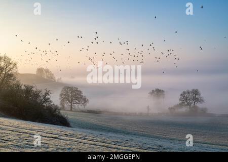 Wintersonne am Morgen über nebligen, frostigen Ackerland in der Landschaft von Warwickshire. England Stockfoto