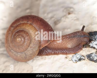 Invasive Schnecke (identifiziert als Bradybaena similaris-Farbform) auf Maui, Hawaii, USA Stockfoto