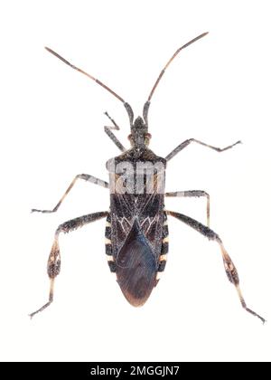 Westliche Nadelkäfer (Leptoglossus occidentalis) in Western WA, USA gefunden - Bug Macro Stockfoto