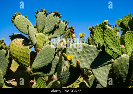 Ein großer Kaktus mit Stachelbirne, Opuntia tomentosa, der an der Spitze von Capo Zafferano wächst. Stockfoto
