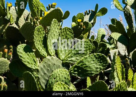 Ein großer Kaktus mit Stachelbirne, Opuntia tomentosa, der an der Spitze von Capo Zafferano wächst. Stockfoto