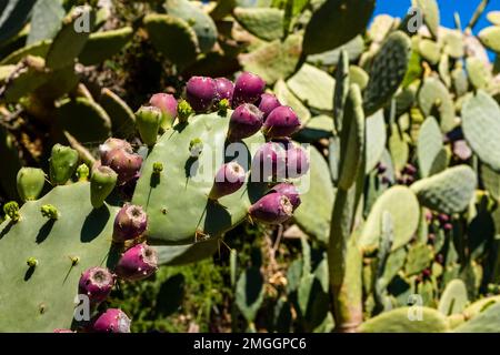 Ein großer Kaktus aus Stachelbirnen, Opuntia stricta, wächst an der Spitze von Capo Zafferano. Stockfoto