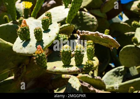 Ein großer Kaktus mit Stachelbirne, Opuntia tomentosa, der an der Spitze von Capo Zafferano wächst. Stockfoto