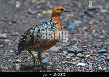 Süße und farbenfrohe Regenwaldvögel, die auf dem Dschungelboden sitzen und sich ernähren Stockfoto