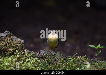 Süße und farbenfrohe Regenwaldvögel, die auf dem Dschungelboden sitzen und sich ernähren Stockfoto