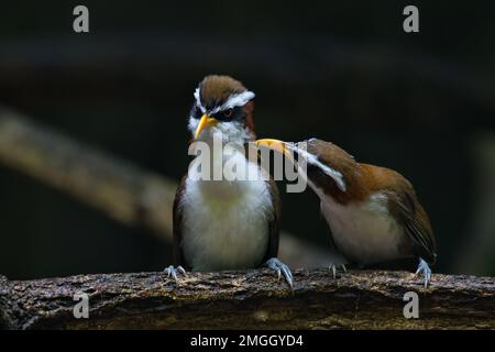 Süße und farbenfrohe Regenwaldvögel, die auf dem Dschungelboden sitzen und sich ernähren Stockfoto