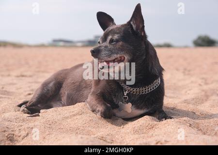 Der fröhliche schwarze chihuahua-Hund lächelt und liegt am Ufer des Meerstrandes und blickt weg. Urlaub-, Reise- und Urlaubskonzept mit Haustieren Stockfoto