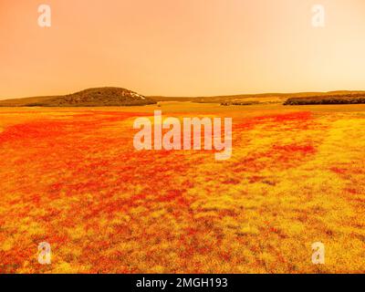 Feld mit rotem Mohn. Luftaufnahme. Beautiful Field Scharlachblüten mit selektivem Fokus. Rote Mohnblumen in sanftem Licht. Rote Mohnblume Stockfoto