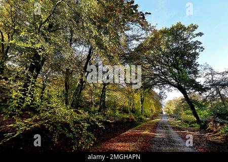 Desvres (Nordfrankreich): Pfad im Staatswald im Herbst und gebogener Baum Stockfoto