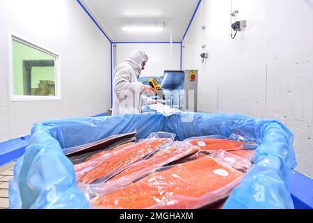 Boulogne-sur-Mer (Nordfrankreich): Familienunternehmen Le Garrec, spezialisiert auf Meeresprodukte. Fischverarbeitungsbetrieb und Verpackungsbetrieb für Meeresfrüchte. Lachs. Em Stockfoto