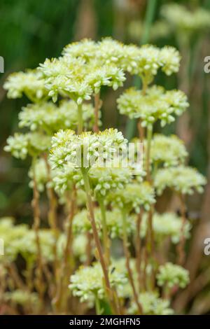 Sedum sediforme, blasser Stonekrop, saftig, immergrün, ganzjährig, mit abgerundeten Ansammlungen von cremefarbenen bis blassgelben Blumen Stockfoto