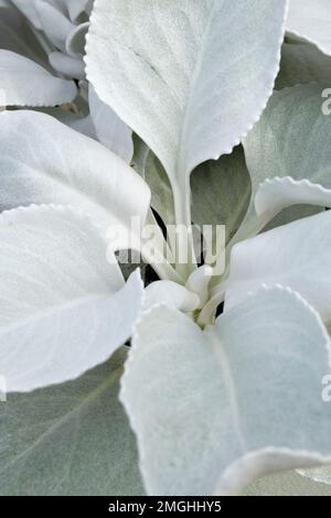 Senecio Candidans Angel Wings, glänzende weiße Ragwurz Angel Wings, Senecio Candidans Senaw, immergrüne, ganzjährige, samtige, silberne Blätter Stockfoto