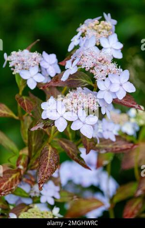 Hortensia serrata Diadem, Milchstrauch mit Blütenköpfen aus blassrosa oder hellblauen Blüten Stockfoto