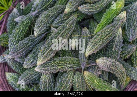 Bitter Gourd, auch Karela in Hindi genannt, ist ein sehr nahrhaftes Gemüse, das auf einem indischen Markt verkauft wird Stockfoto