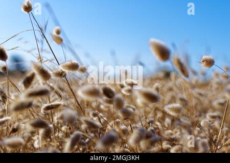 Erquy (Bretagne, Nordwestfrankreich): hasenschwanz (Lagurus ovatus) Stockfoto