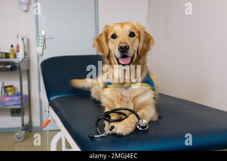 ‚Handi’chiens‘, französischer Verband, der Assistenzhunde für Erwachsene und Kinder mit eingeschränkter Mobilität sowie körperlichen und/oder geistigen Behinderungen anbietet. Zwei GOL Stockfoto