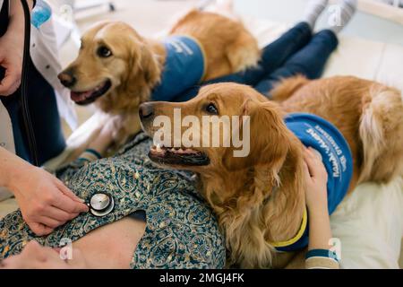 Handi’chiens”, französischer Verband, der Assistenzhunde für Erwachsene und Kinder mit eingeschränkter Mobilität sowie körperlichen und/oder geistigen Behinderungen anbietet. Zwei Goldstücke Stockfoto