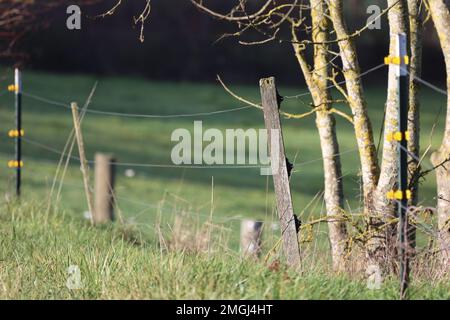 Drahtzäune auf Wiesen und Weiden Stockfoto