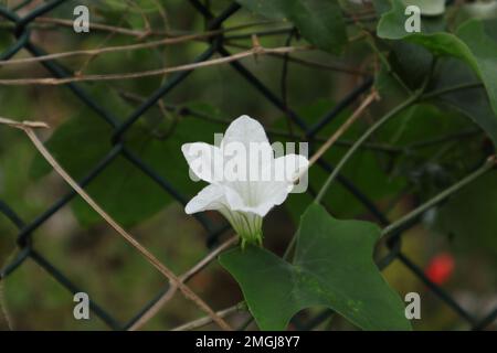 Nahaufnahme einer weißen trichterförmigen Blume auf einer Weinrebe, die auf einem Zaun im Garten wächst Stockfoto