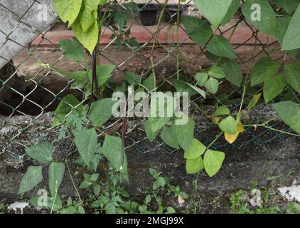 Wenige rote Spargelbohnen (Spargelbohne), die an einer Yard Long Bean hängen, die auf einen Zaun im Garten kletterte Stockfoto