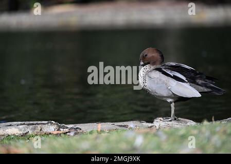 Seitenansicht einer männlichen australischen Holzente, die auf einem Bein neben einem See steht Stockfoto