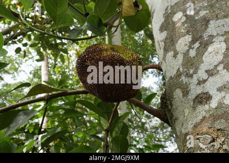 Low-Angle-Blick auf eine Jack-Frucht mit irgendeiner Form von Krankheit. Die Jack Fruit hängt vom Ast am Baumstamm Stockfoto