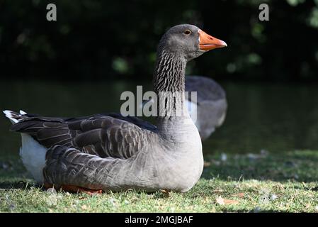 Tiefer Schuss von der Seite einer grauen Hausgans, während der Vogel auf Gras neben einem See ruht Stockfoto