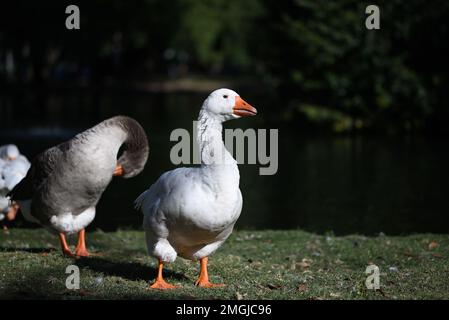 Weiße Hausgans, die auf Gras in der Nähe eines Sees steht, mit einer grauen Gans, die sich im Hintergrund selbst frisst Stockfoto