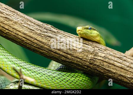 Rotschwanzratnake, Gonyosoma oxycephala, ist im gesamten tropischen Wald Südostasiens zu finden Stockfoto