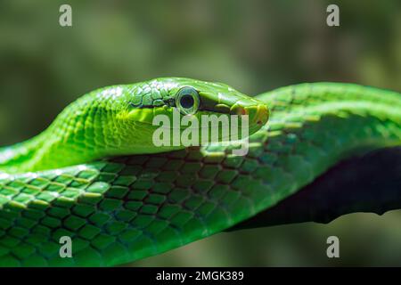 Rotschwanzratnake, Gonyosoma oxycephala, ist im gesamten tropischen Wald Südostasiens zu finden Stockfoto