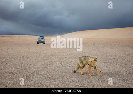 Culpeo - wilder Andenfuchs in den Bergen Stockfoto