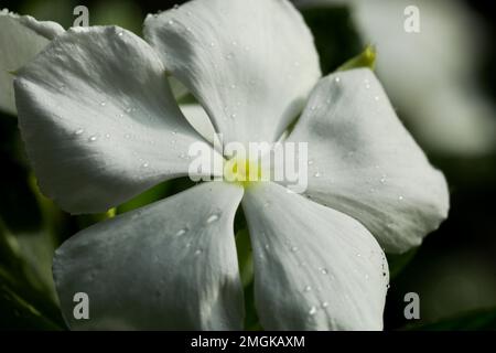 Catharanthus roseus. Leuchtende Augen. Cape Periwinkle. Friedhofsanlage. Madagaskar Periwinkle. Altes Mädchen. Rosa Perlblüte. Rosenperlein. Stockfoto