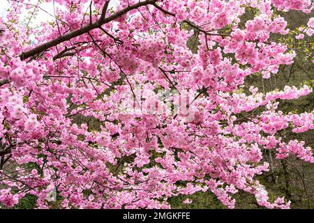 Vollblütige Kirschblüte Sakura rosa Blüten in der Frühlingssaison blühende Bäume aus nächster Nähe Stockfoto