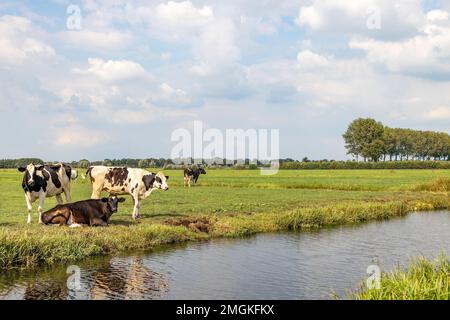 Kühe am Rande eines Bachs, Landschaft der niederlande, flaches Land und Wasser, Horizont und blauer Himmel mit weißen Wolken Stockfoto