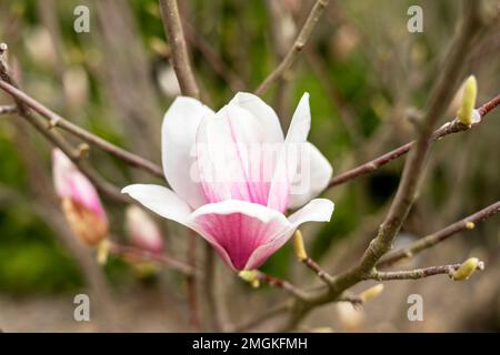 Blütenknospe aus rosa Magnolien auf Baumzweig und grüne Knospen auf natürlichem Hintergrund im Freien Frühling und blühende Pflanzen Gartenlandschaft Stockfoto