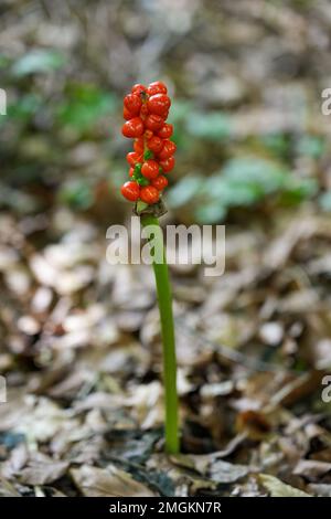 Arum in natürlicher Umgebung. Blühende Pflanze aus der Nähe. Stockfoto
