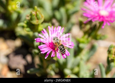 Eine Biene sammelt Nektar auf einem rosa Aster. Nahaufnahme von Insekten und Blumen. Stockfoto