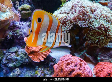Kupferband-Schmetterlingsfisch. (Chelmon rostratus) Stockfoto