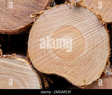 Die Geschichte des Baumes enthüllt Beacon Wood, Penrith, Cumbria, Großbritannien Stockfoto