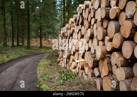 Geerntete Kiefernstämme, die von Beacon Wood, Penrith, Cumbria, Großbritannien, abgeholt werden müssen Stockfoto