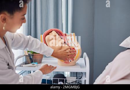 Modell einer schwangeren Frau im Mutterleib oder Baby im Magen durch Arztunterricht oder -Erklärung im Krankenhaus. Fötus, Gesundheitswesen und Geburt Demonstration durch Stockfoto