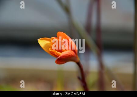 Gelbe Blume Habranthus Tubispathus var Texensis (Kupferlilie), die im Alpine House bei RHS Garden Harlow Carr, Harrogate, Yorkshire, England, angebaut wird. Stockfoto