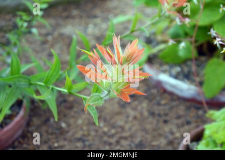 Orangefarbene Castilleja miniata (Indian Paintbrush)-Armbänder, die im Alpine House bei RHS Garden Harlow Carr, Harrogate, Yorkshire, England, Großbritannien, angebaut werden. Stockfoto