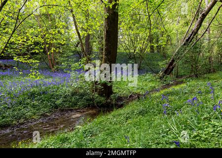 Ein Bach, der durch einen Bluebell-Wald fließt, bei Barcombe in Sussex Stockfoto