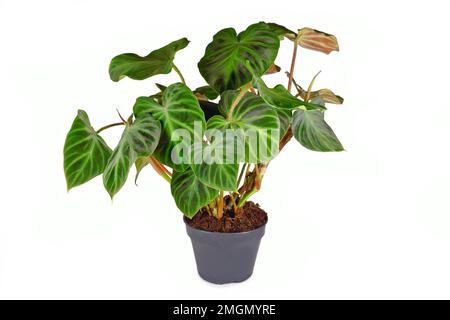 Exotische „Philodendron Verrucosum“-Zimmerpflanze mit dunkelgrünen, samtigen Blättern auf weißem Hintergrund Stockfoto