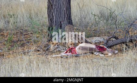 Cheetah (Acinonyx jubatus) Kgalagadi Transfrontier Park, Südafrika Stockfoto