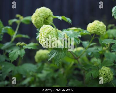 Nahaufnahme der neuen limiengrünen Blütenköpfe von Viburnum opulus „roseum“ (Guelderrose/Schneeballbüsch/Schneeballbaum) vor einem dunklen Hintergrund Stockfoto